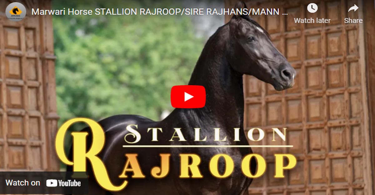 Marwari Stallion - Raj Roop