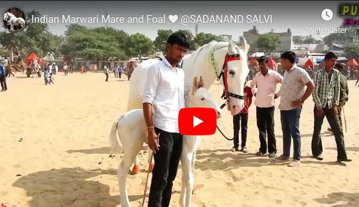 Indian Marwari Mare and Foal @SADANAND SALVI