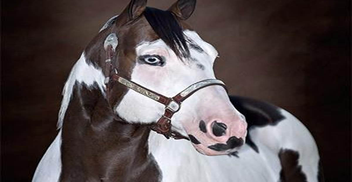 Max Tardy (Blue Max x Tardys Dude) - American Paint Horse