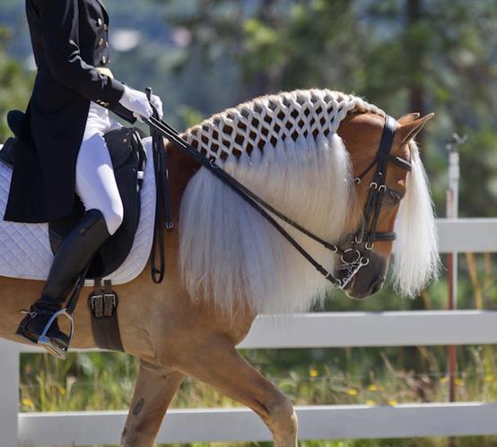 Maximotion WSF - Haflinger Stallion