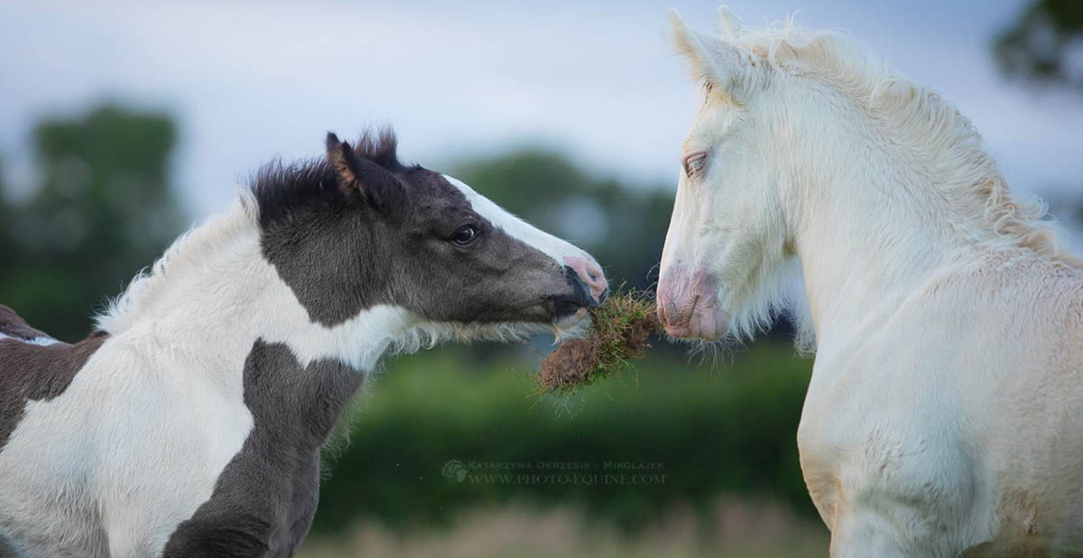 McCartney Wow Factor - Piebald Gypsy Cob Stallion