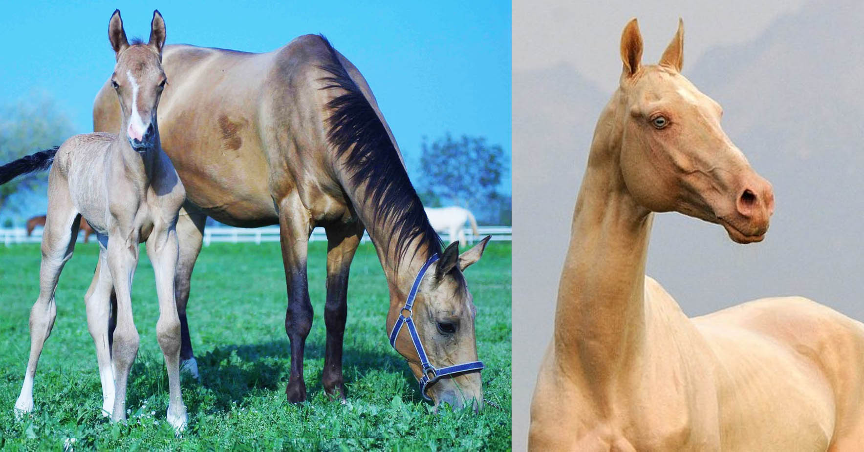 Medeus Akhal Teke Stud