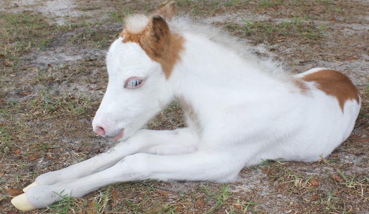 Medicine Hat Miniature Horse Foal