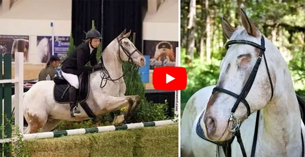 Meet Endo The Blind Competition Horse