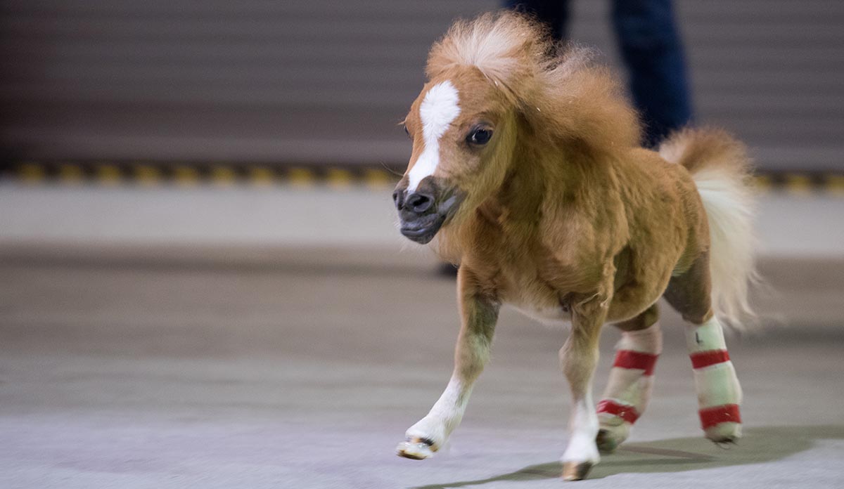 Meet Tinkerbell, an American Miniature foal who underwent surgery to fix her hind legs so that she can walk without splints or casts