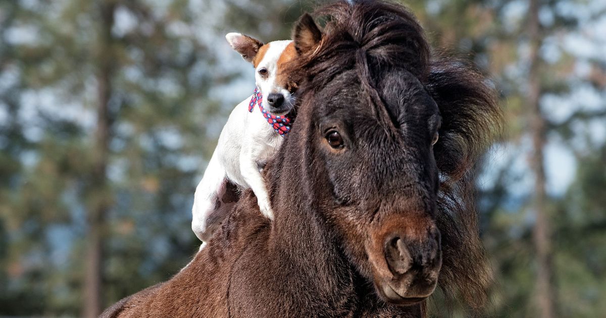 Meet the Jack Russell who loves to ride around on the back of his horse BFF
