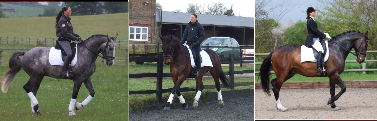 Melanie Beckmann - Dressage Horse