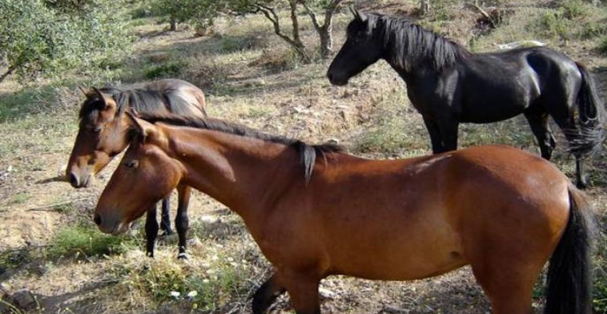Messara Horses