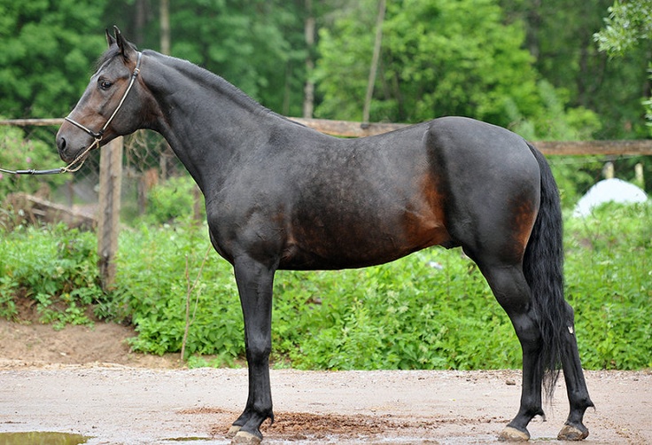 Metis Trotter (Russian Trotter Horse)