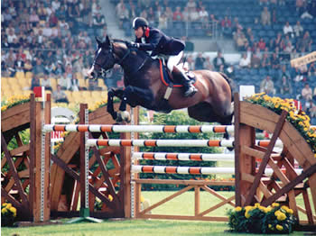 Michael Whitaker - Handel II Show Jumping Stallion