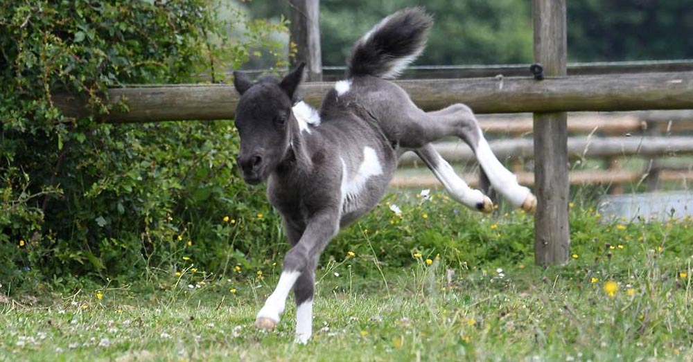 The miniature 15ins horse MicroBoo who is barely bigger than a Coca-Cola bottle