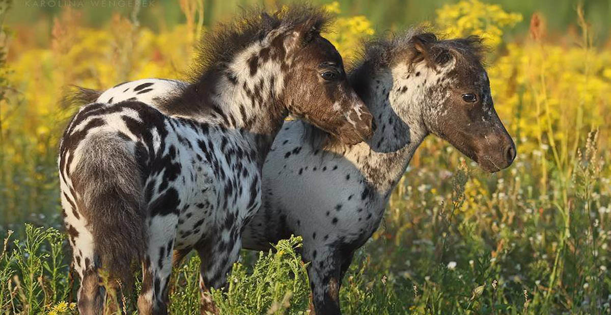 Mini Appaloosa Horses