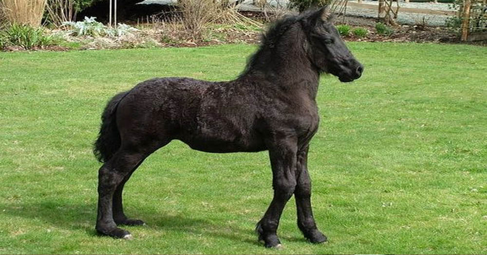Mini Friesian Horse - Dwarfism In Friesian Horses