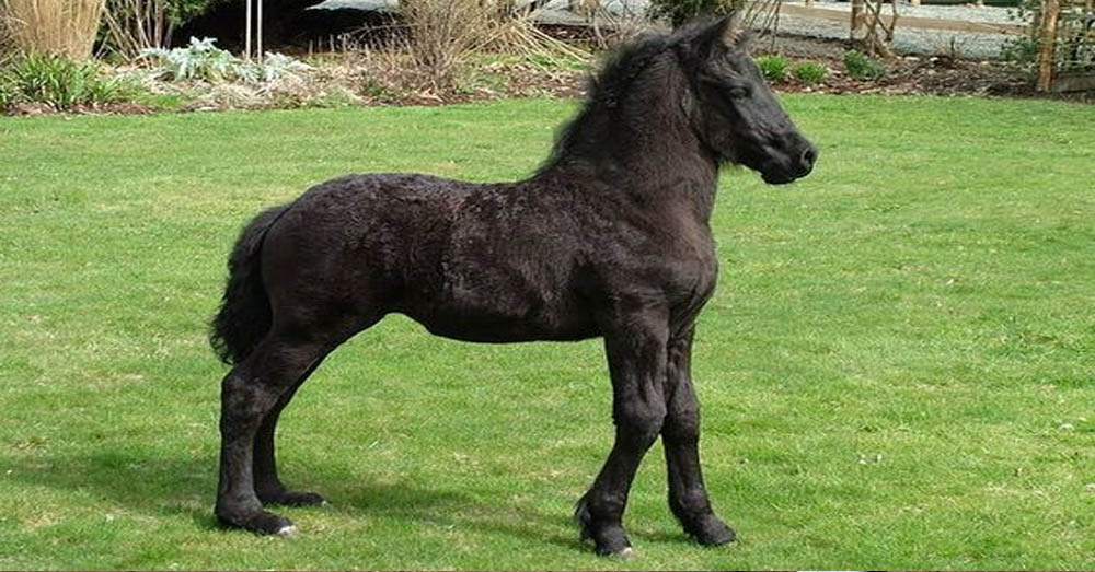 Mini Friesian Horse