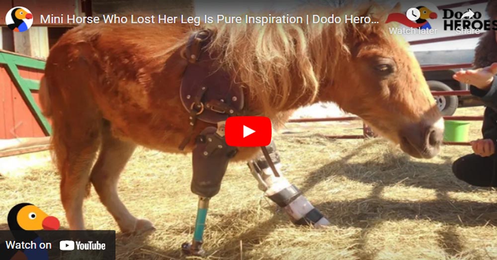 Mini Horse Who Lost Her Leg