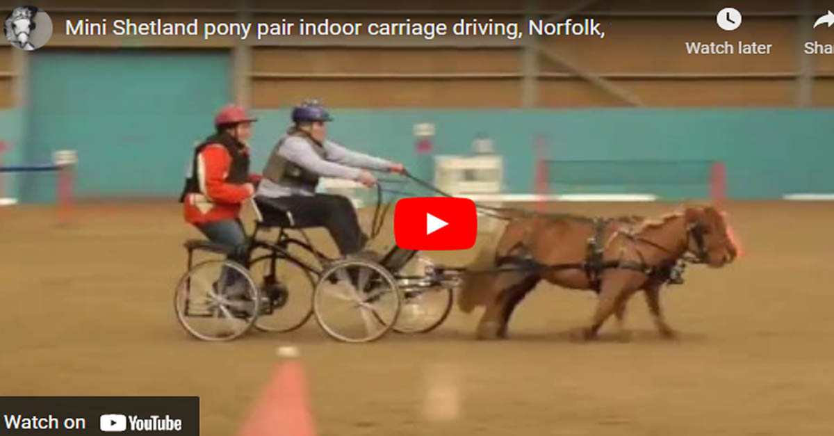 Mini Shetland Pony Pair Indoor Carriage Driving, Norfolk