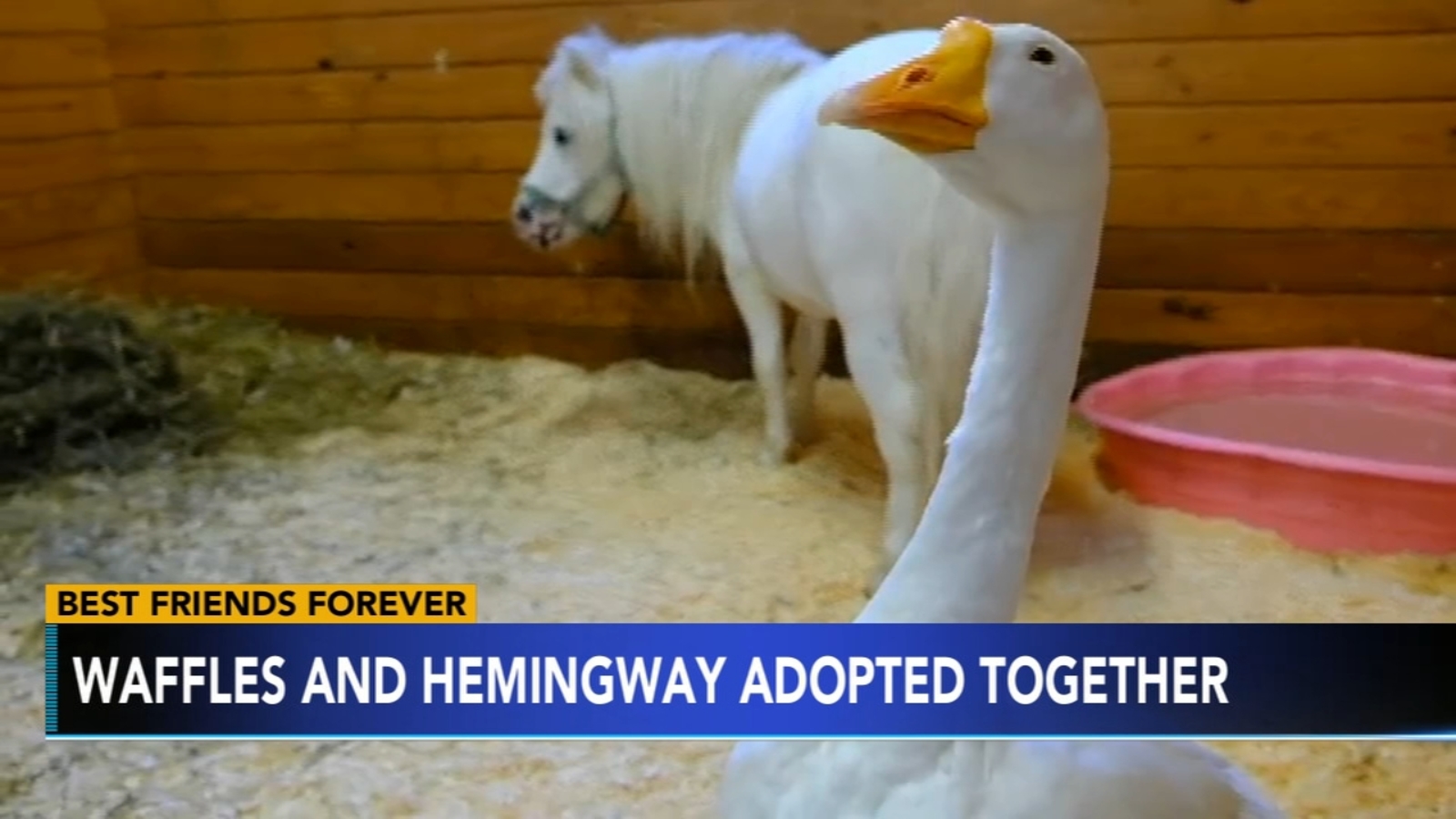 Miniature Horse And Goose Find Forever Home Together After Being Rescued