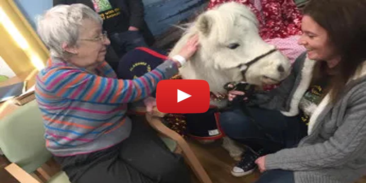 Miniature horse brings huge joy to dementia wards at Southend Hospital