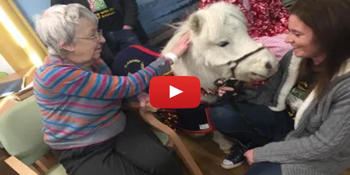 Miniature Horse Brings Huge Joy To Dementia Wards At Southend Hospital