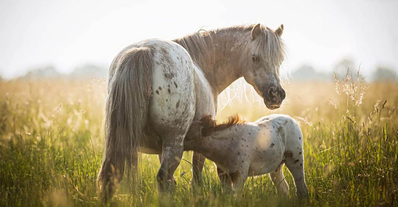 Miniature Appaloosa Horses - Mini Horse Breeding