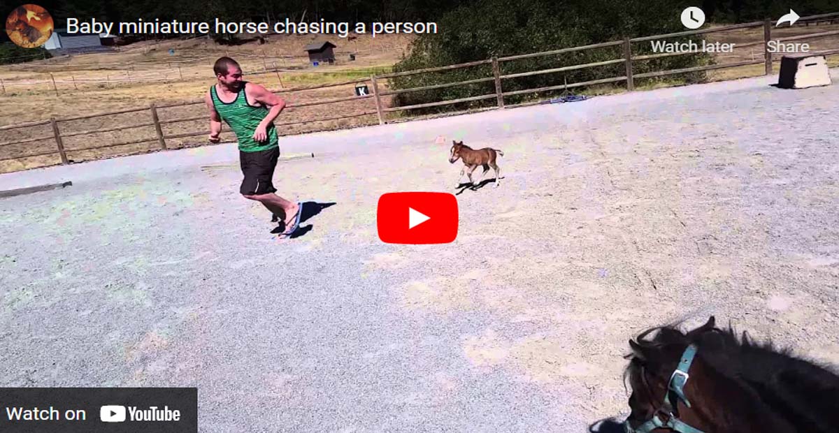 Adorable Baby Miniature Horse Chasing a Person