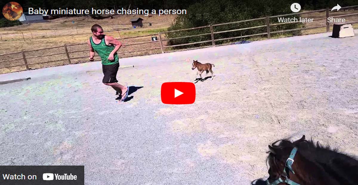 Adorable Baby Miniature Horse Chasing a Person