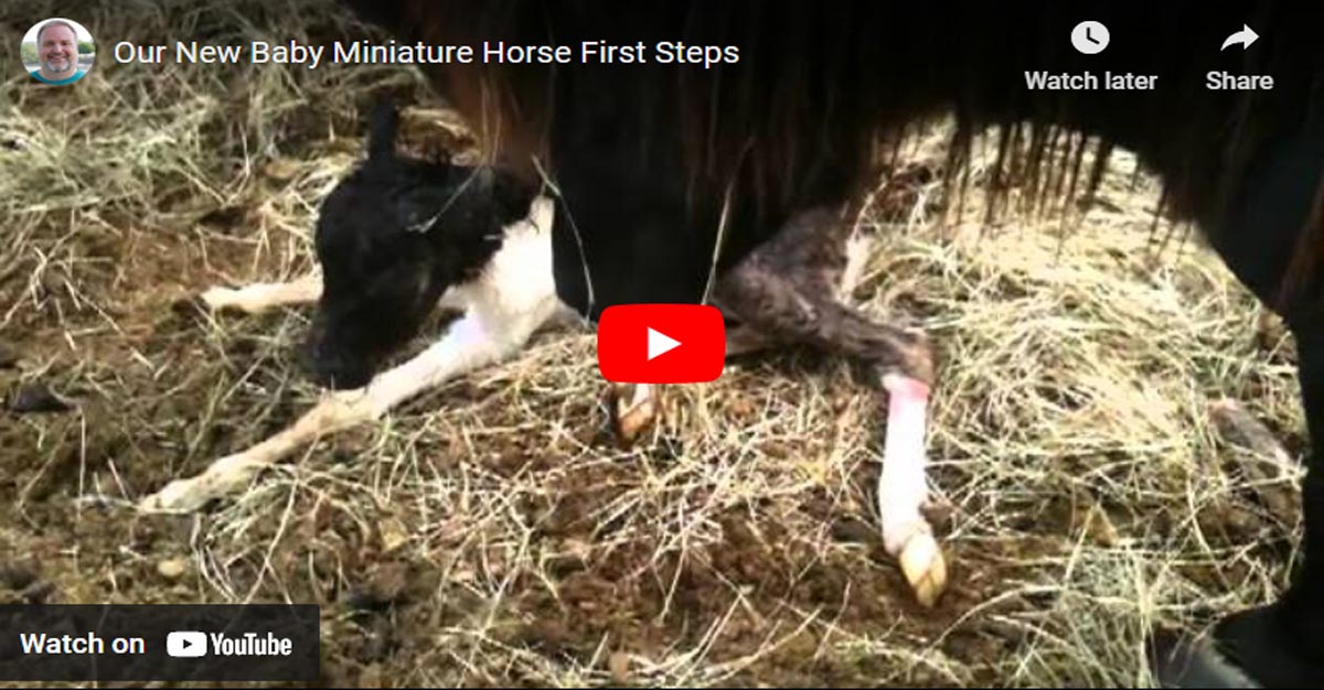 New Baby Miniature Horse Takes Her First Steps