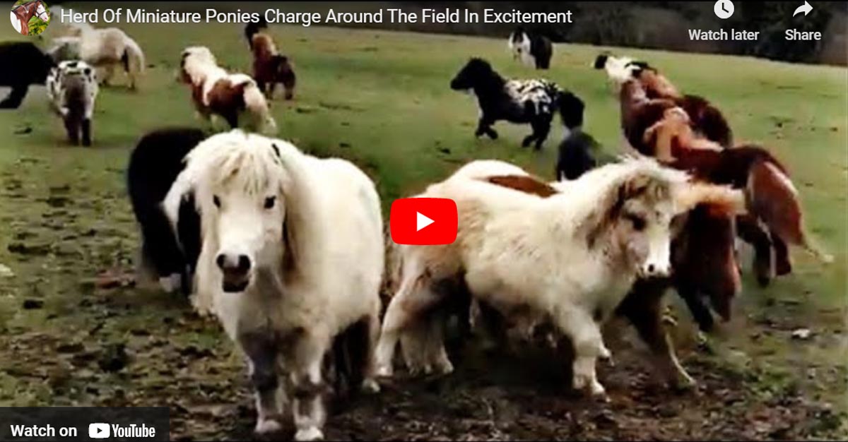 Herd Of Miniature Ponies Charge Around The Field In Excitement