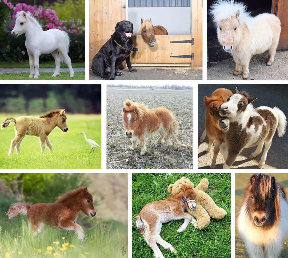 Miniature Horses Website