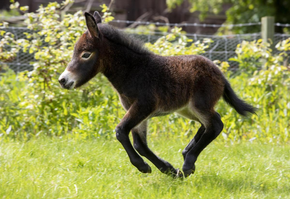 Miniature Mule