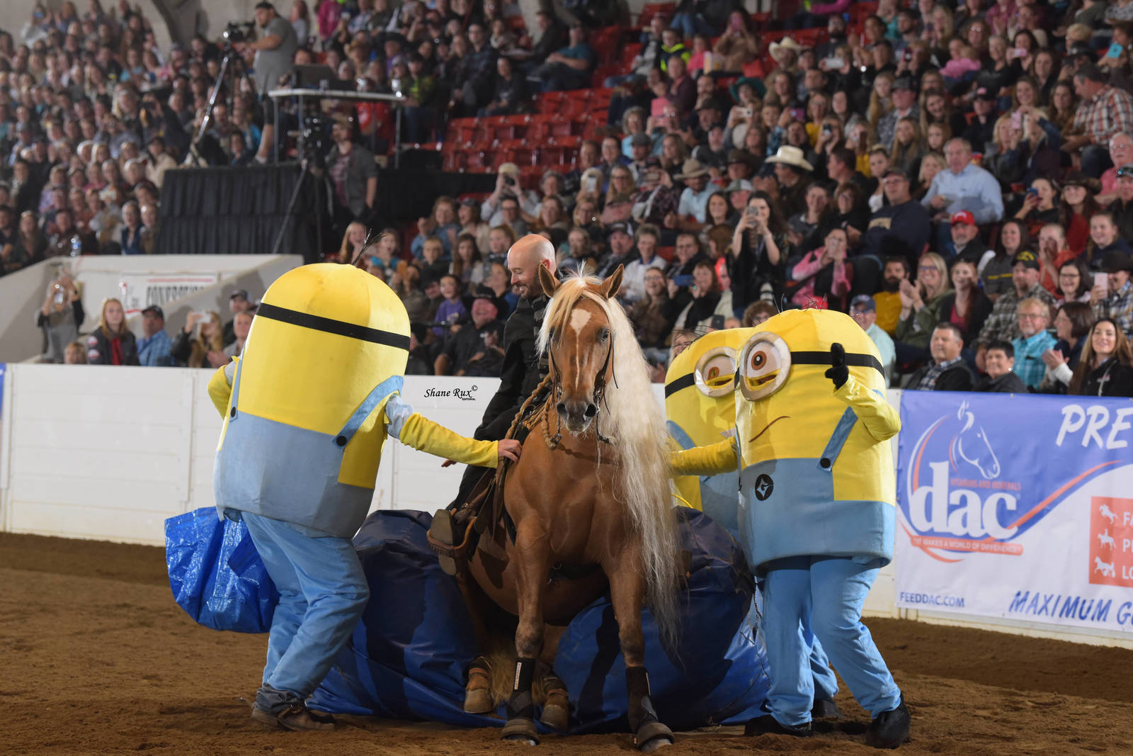 Equestrian Minions