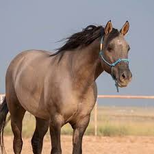 Missouri Fox Trotter