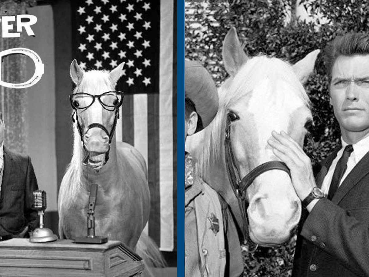 Mister Ed The Talking Horse