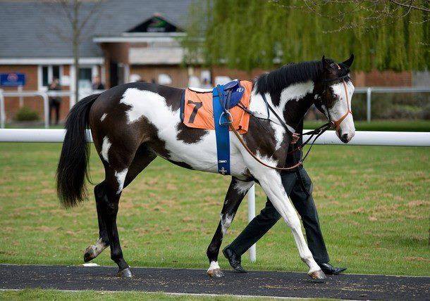 Coloured Thoroughbred Horses - Modern Society