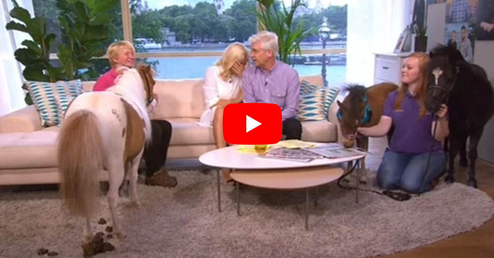 Monet the Pony Has an Accident in the Studio With Phillip Schofield and Holly Willoughby