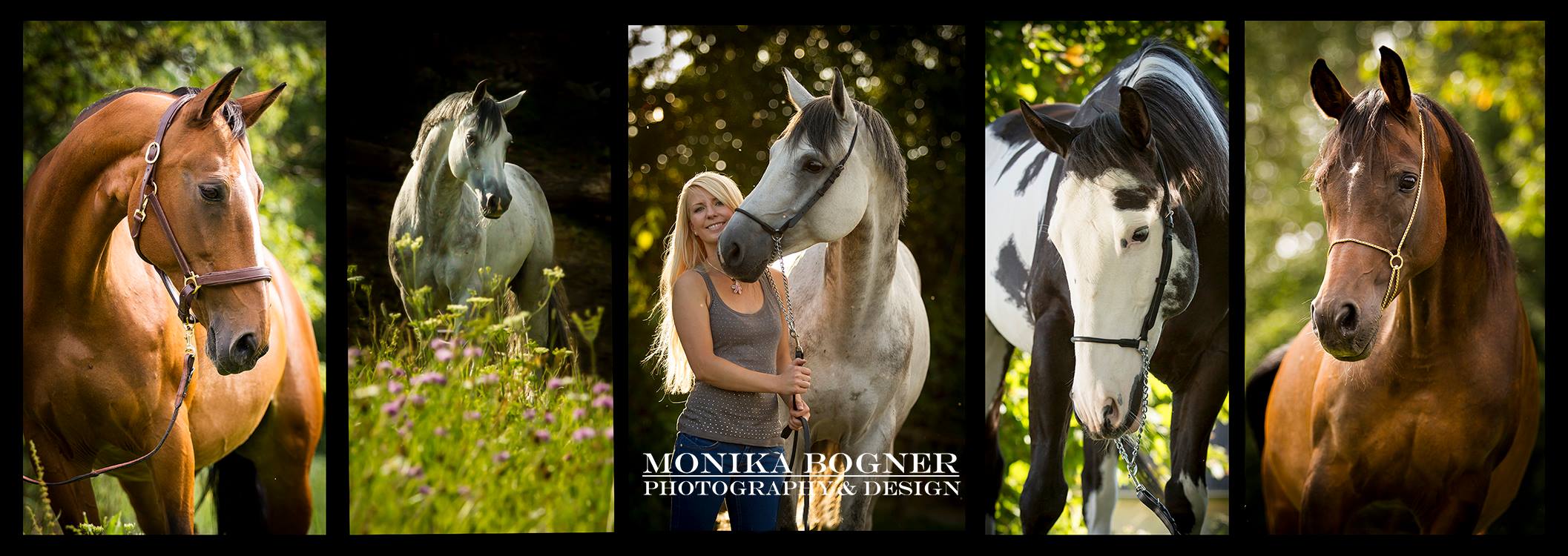 Monika Bogner Photography - With love for horses and dogs, unforgettable moments captured in pictures