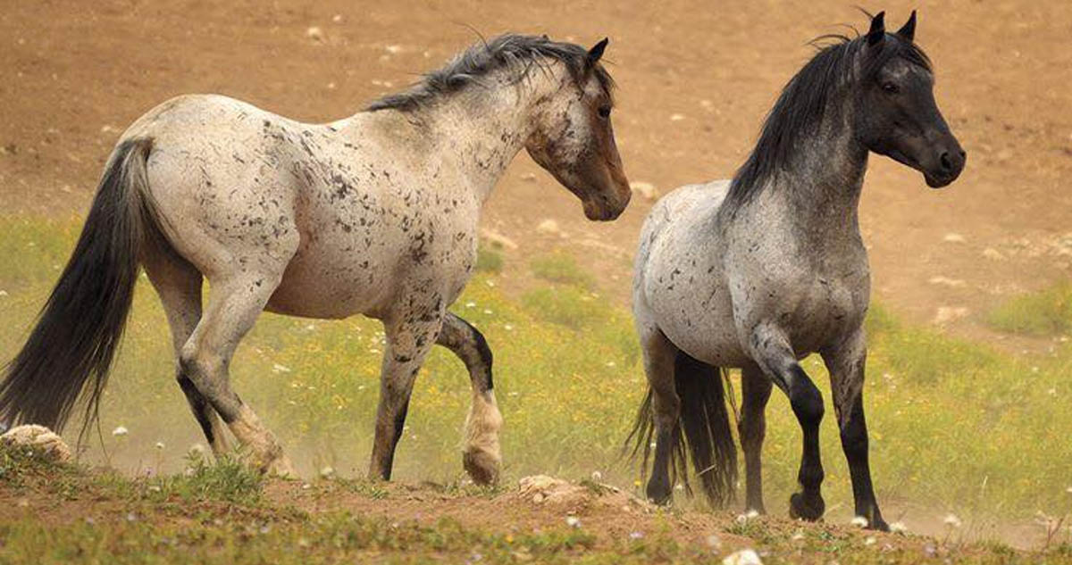 Montana Mustangs