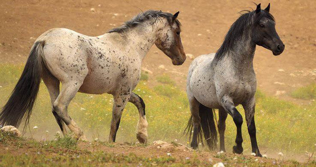 Montana Mustangs