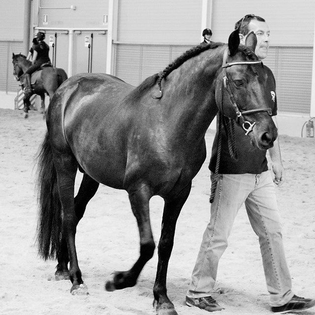 Monterufolino (Cavallino di Monterufoli Horses)