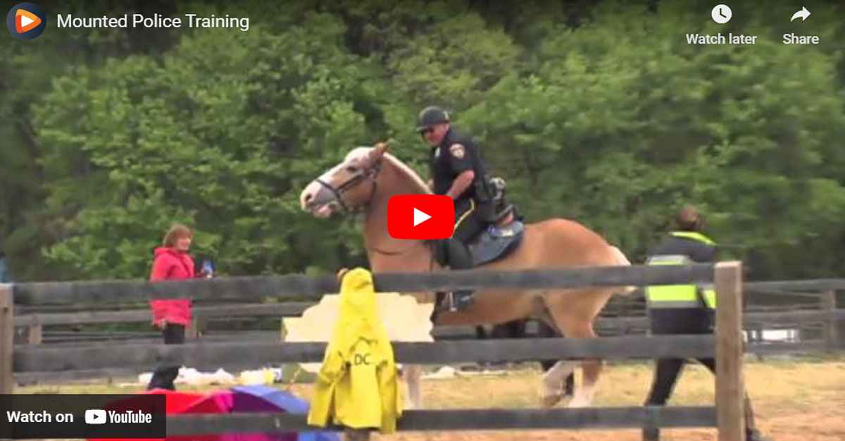 The Training Of The Montgomery County Park Mounted Police Officers