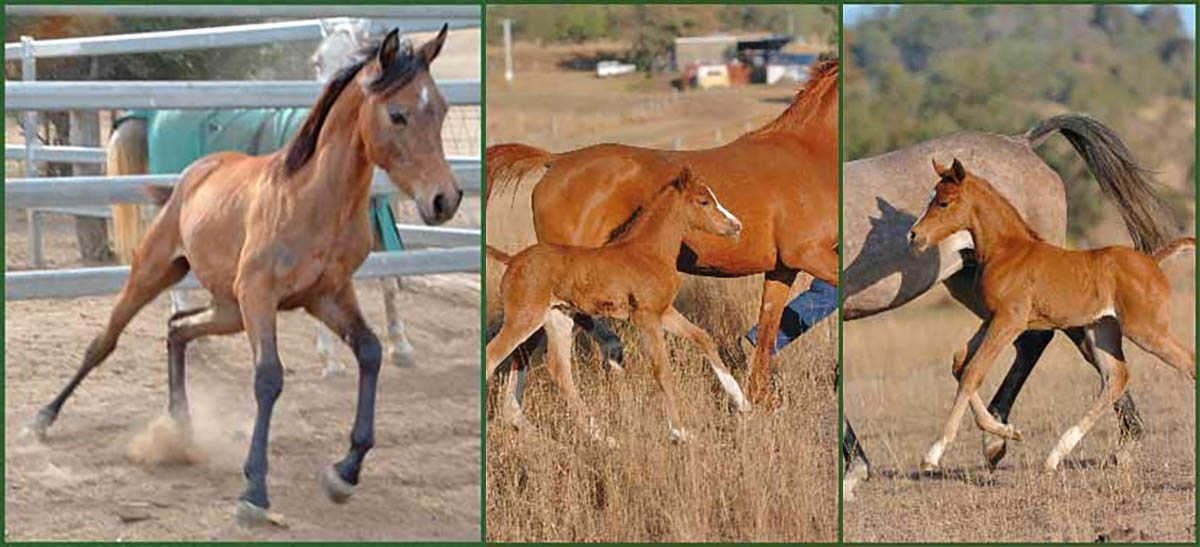 Moondarra Arabians - Foals For Sale
