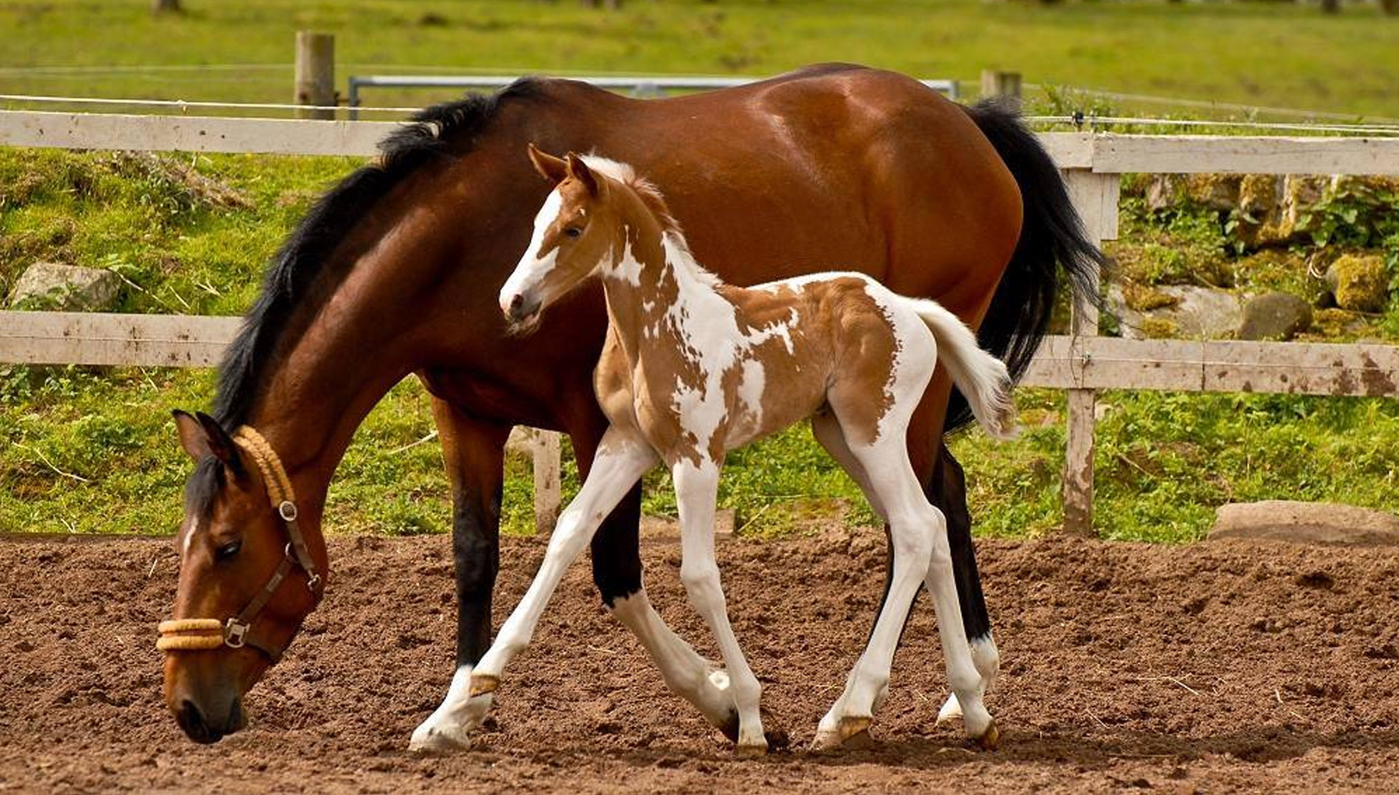 Mother and Foal (Stunning Markings) Solaris Sport Horses, Scotland
