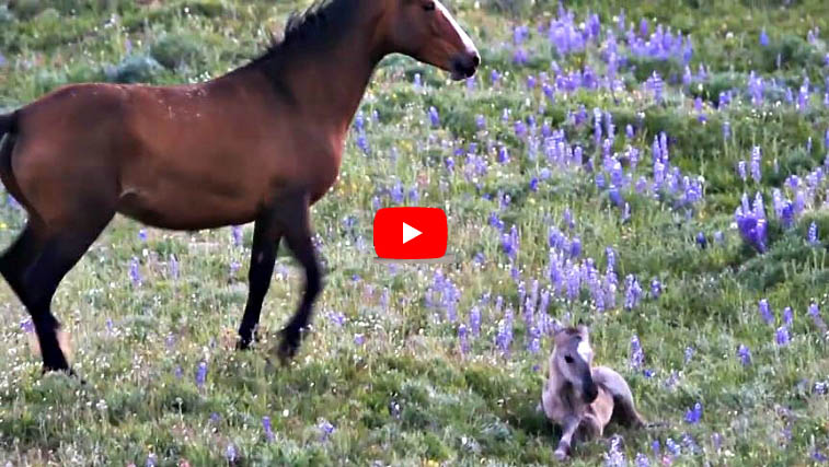 Mother Horse Protects Newborn Foal
