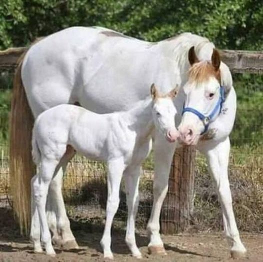 These Heart Warming Images Showing the Bond Between Mother and Foal Will Make You Smile