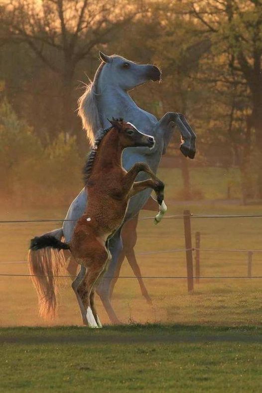 These Heart Warming Images Showing the Bond Between Mother and Foal Will Make You Smile