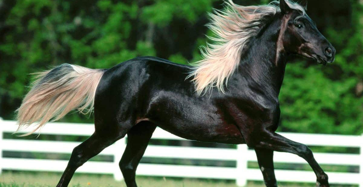 Kentucky Mountain Horses (Mountain Pleasure Horses)