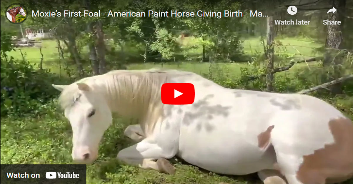 Moxie`s First Foal - American Paint Horse Giving Birth - Maximum White Foal