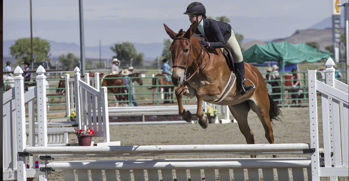 Up, Up and Away - Mule Jumping