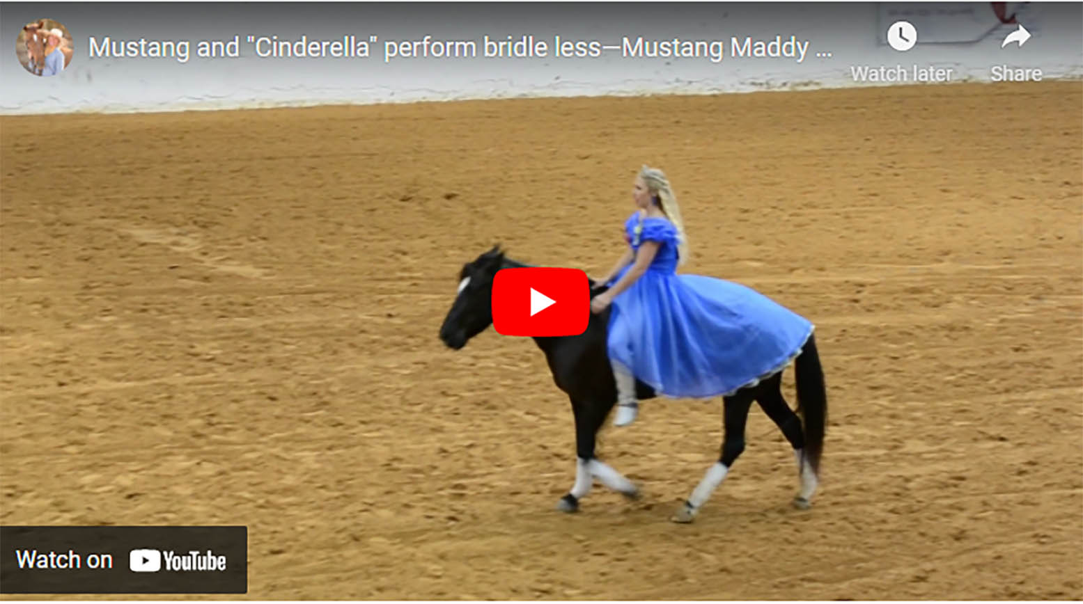 Wild Mustang Becomes Cinderella Prince Charming