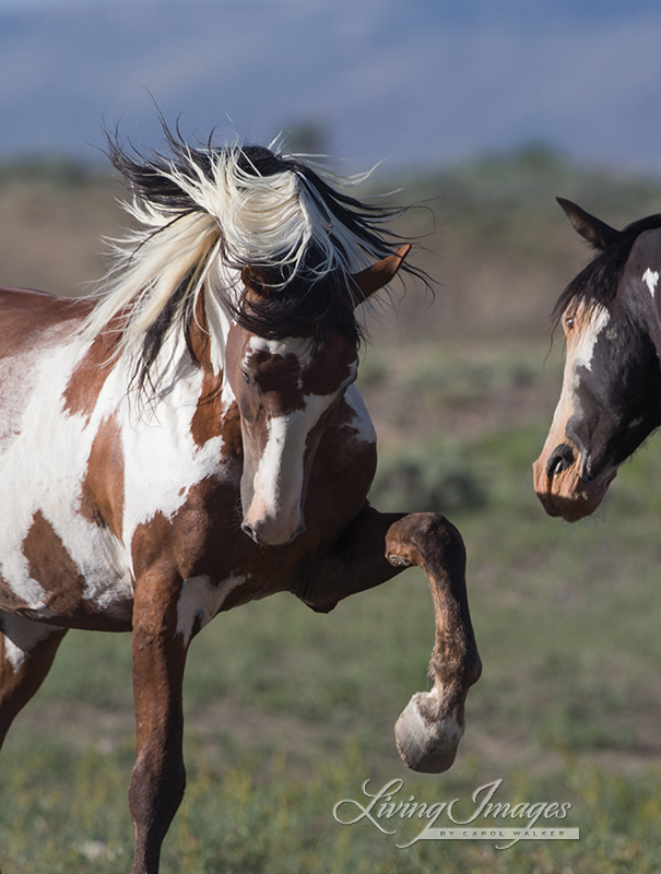 Mustang Wild Horse - Picasso